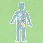 Wewnątrz tarczy organizmu: jak krok po kroku działa nasz układ odpornościowy