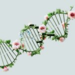 Instrukcja obsługi człowieka: co zawiera DNA i jak steruje naszym ciałem