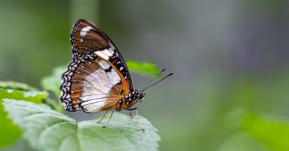 Od trzepotu skrzydeł do burzy: efekt motyla i teoria chaosu w prostych słowach