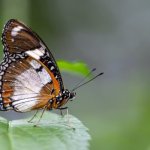 Od trzepotu skrzydeł do burzy: efekt motyla i teoria chaosu w prostych słowach