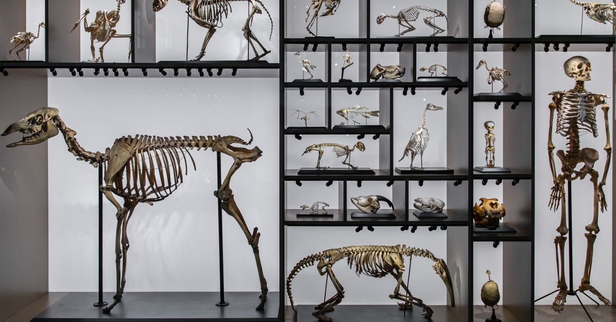 Od Darwina do DNA: prosty przewodnik po tym, czym jest ewolucja i jak działa