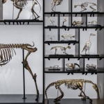 Od Darwina do DNA: prosty przewodnik po tym, czym jest ewolucja i jak działa