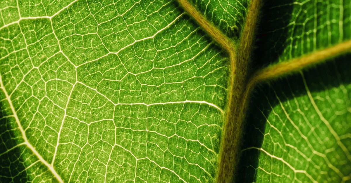 Zielona fabryka energii: jak komórki roślin zamieniają światło w życie